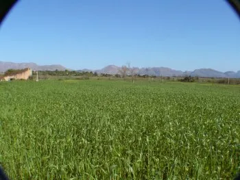 Building Plot for Sale in Alcúdia, Mallorca, Baleares, Mallorca — photo 3