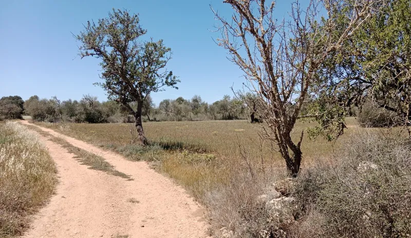 Country Land near Campos — photo 6