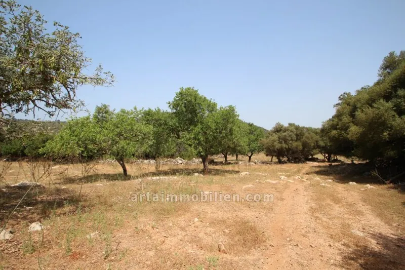 Finca Rustica in Cas Concos — photo 1