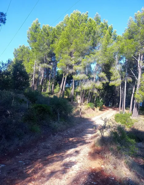 Rustic Plot in Son Fortuny – Estellencs, in the Heart of the Serra de Tramuntana — photo 3