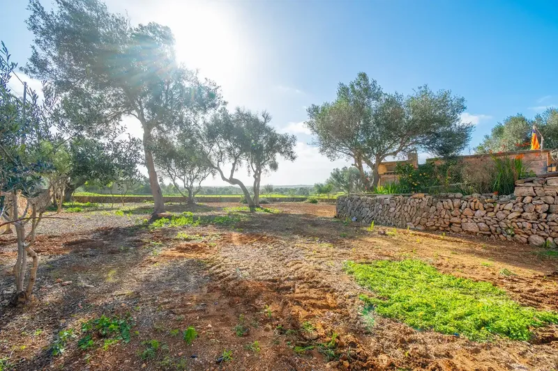 Charming rustic finca with great renovation potential in Ses Salines πΏ β photo 8