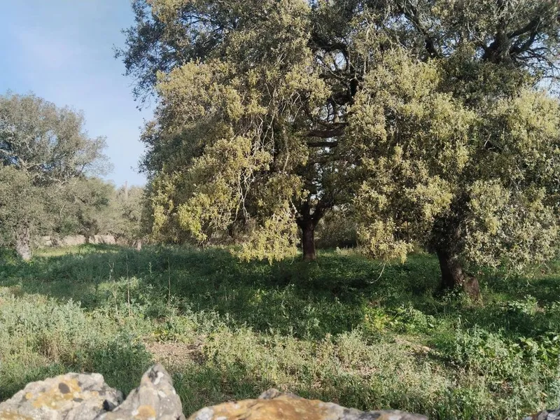 Land in Felanitx, Province of Balearic Islands — photo 4