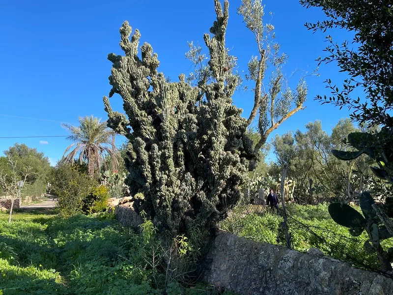 Small rustic finca with land of 20,000 m² for sale with project for a detached house of 225 m² — photo 6