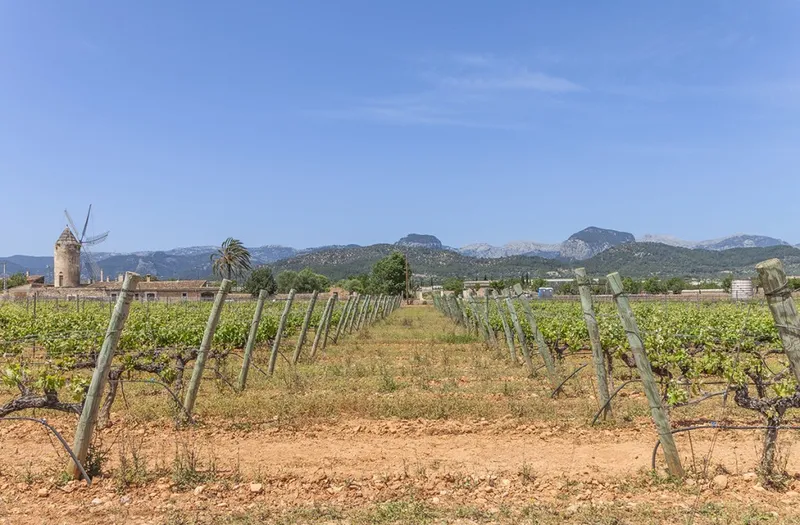 Ideal for country lovers country property for sale in Binissalem with private pool and sunny terraces — photo 9