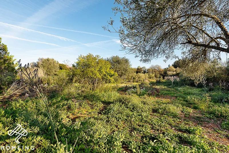Rustic finca with house in Algaida — photo 8
