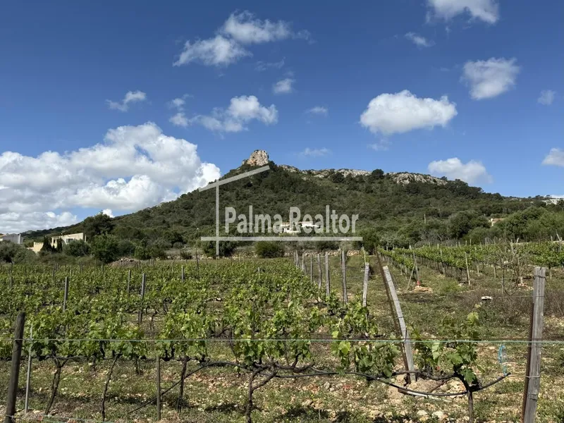 Land for sale in Son Servera of 6451 m2 — photo 3