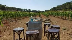 Cultivated vineyard for sale near Vilafranca, SL can be purchased as well — photo 3