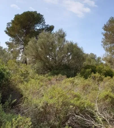 Urban plot of land - Llucmajor (Llucmajor (Campo)), plot surface 302.67m2 — photo 10