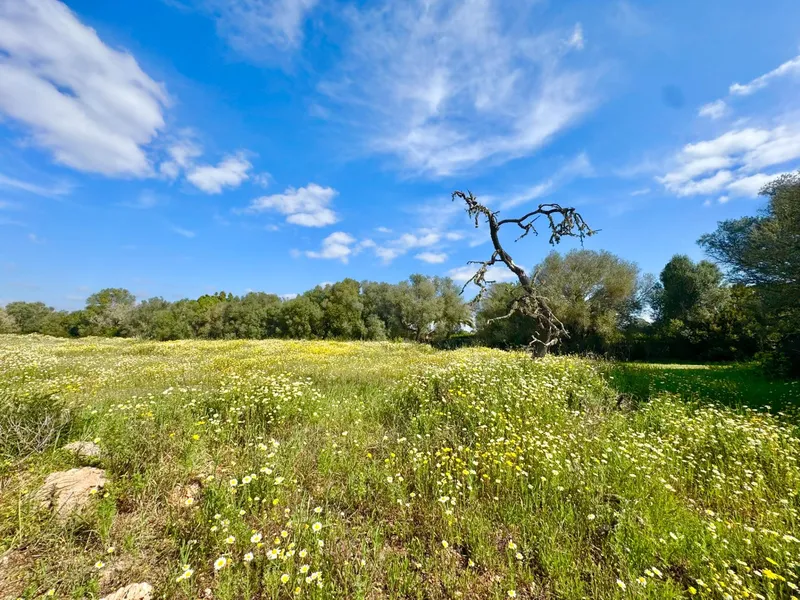 Exclusive rustic plot in a privileged setting near the best beaches of Mallorca — photo 12