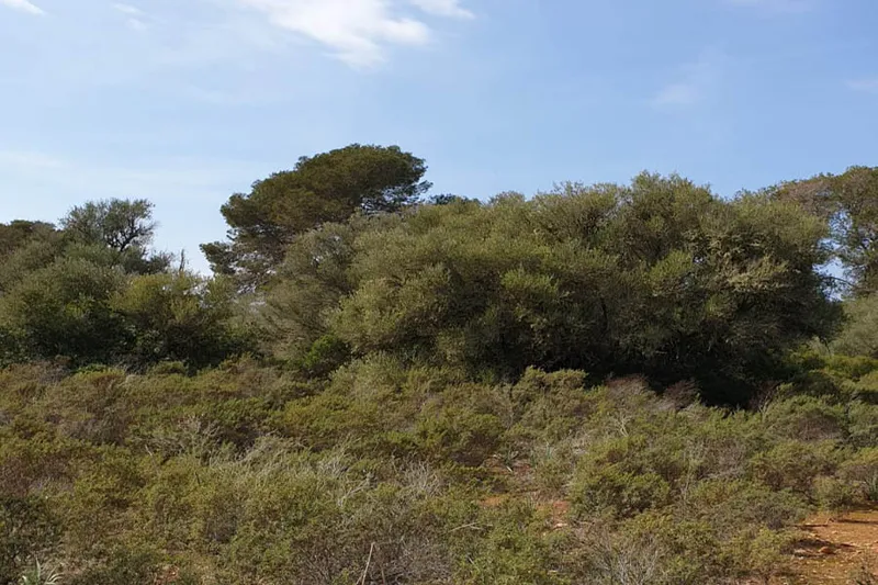 Plot in Llucmajor - View of the trees — photo 2