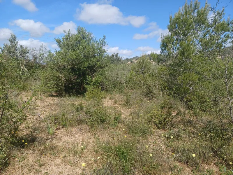 Plot in Felanitx — photo 1