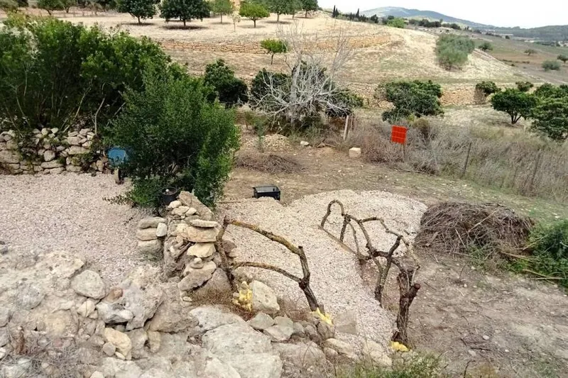 Rural Plot with Existing Building near Montuïri – Small Project with Potential — photo 2