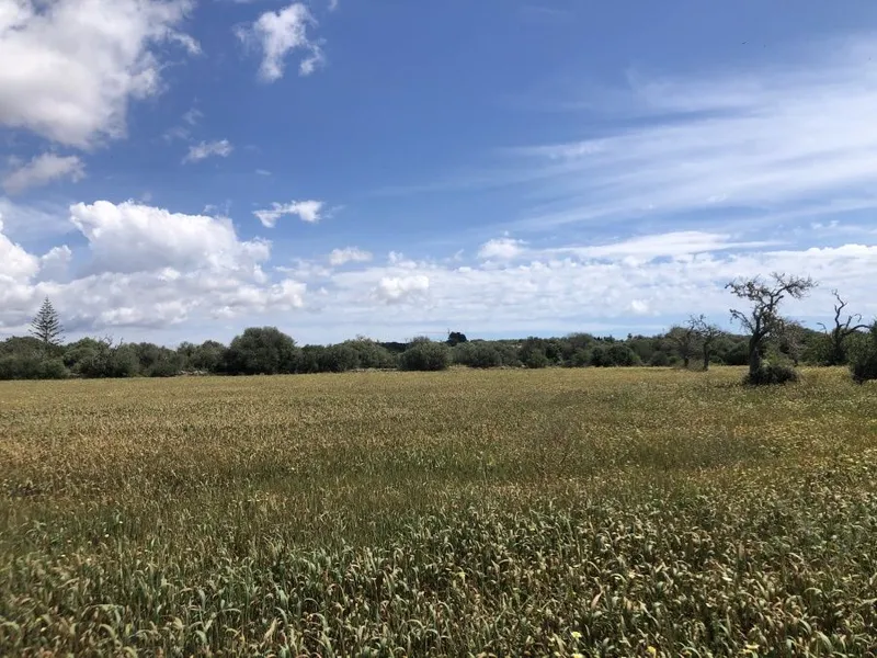 Plot located on a quiet plot 500 meters from Santanyi — photo 3