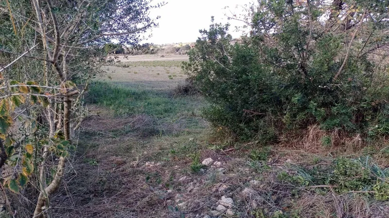 Rustic plot in Manacor — photo 4