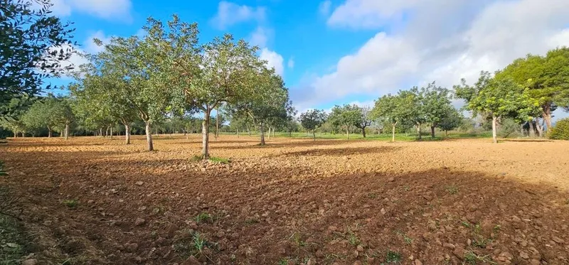 Land in Santa Eugènia, Province of Balearic Islands — photo 4