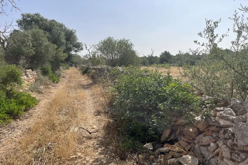 Large building plot near Ses Salines with approved finca project — photo 4