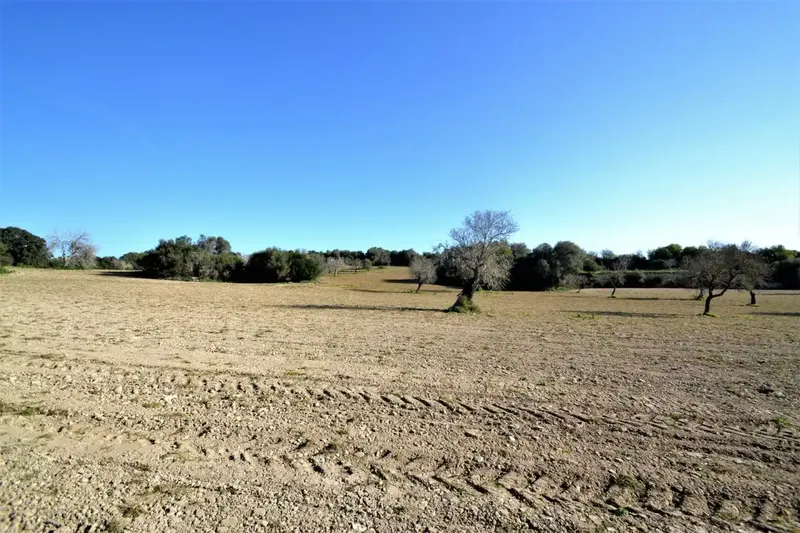 Plot of more than 25000 m2 in Llubí — photo 5
