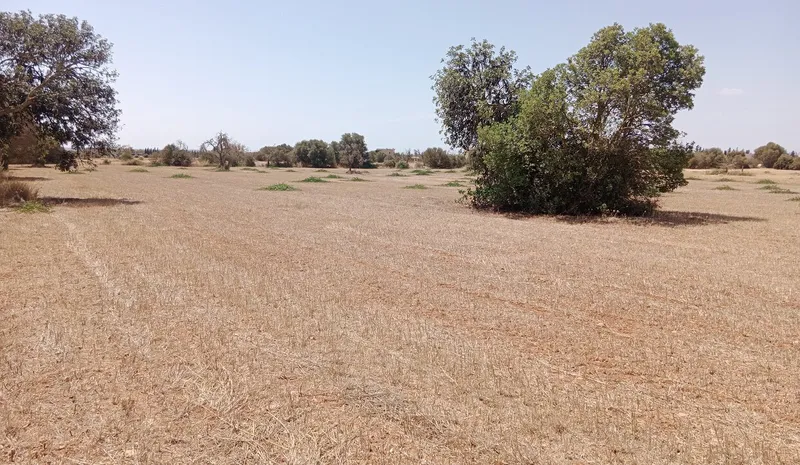 Dream Plot Near Campos: 19,934 m² of Tranquil Mallorca Land — photo 1