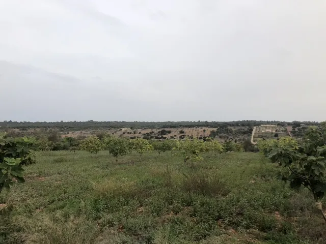 Beautiful plot land with open views on the outskirts of Ariany — photo 5