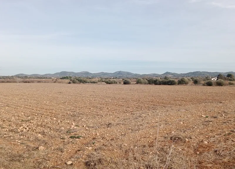 Land in Son Valls near Felanitx, Mallorca — photo 4