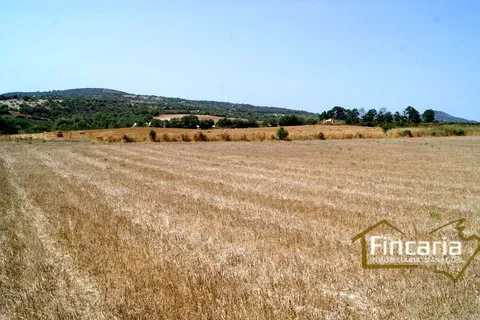 Land in Manacor, Mallorca — photo 10