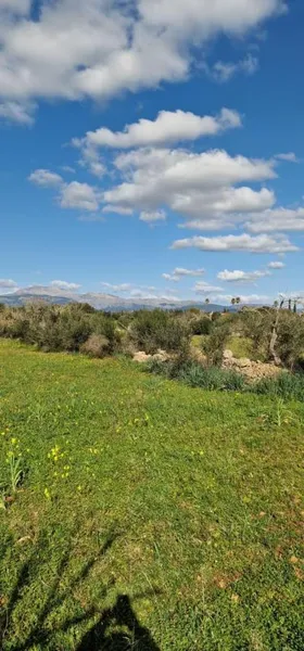 Rural land - Llubí (outskirts of Llubí), plot surface 14,964 m² — photo 3
