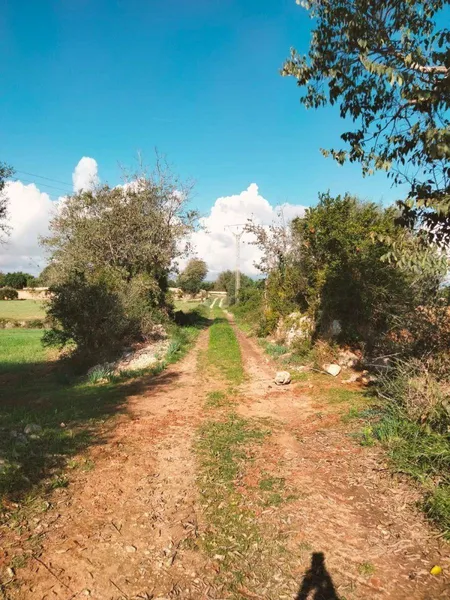Plot in Llubí of about 3897 m² — photo 6