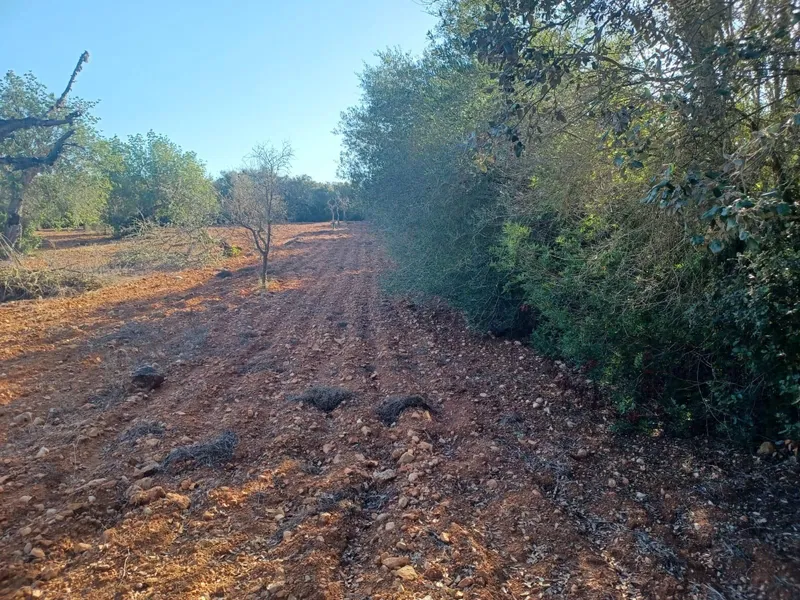 Plot in Felanitx — photo 12