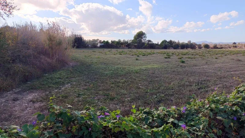 Rustic plot in Manacor — photo 6