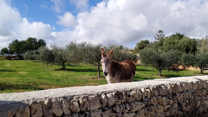Ländlichles Land zu verkaufen in Porto Cristo — photo 1