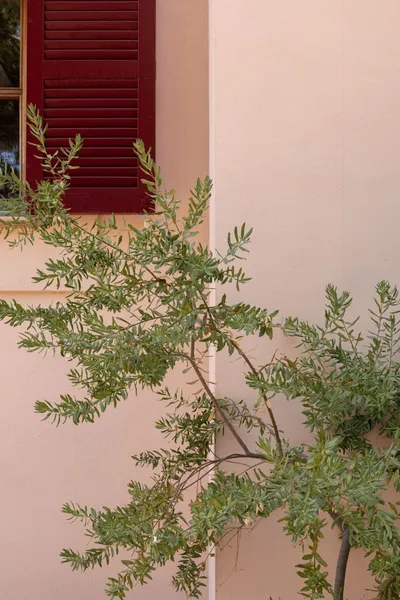 Villa for rent in Esporles, Mallorca — photo 1