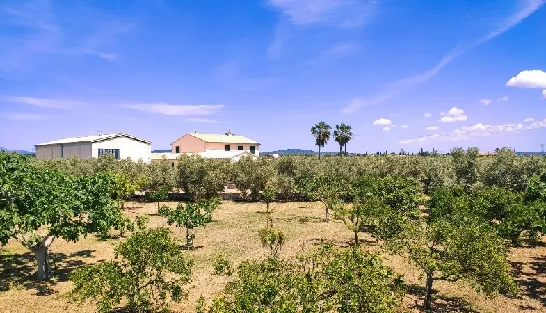 Spacious Villa In the Breathtaking Countryside of Marratxí, Charming Property With Fruit Trees For Sale in Marratxi — photo 7