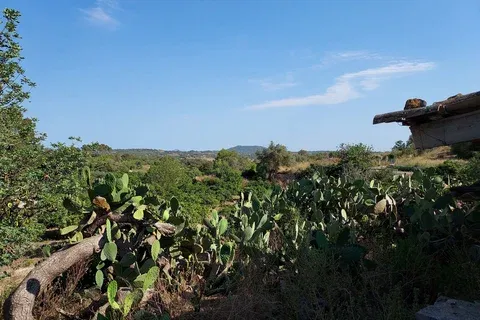 Land in Maria de la Salut, Mallorca — photo 7