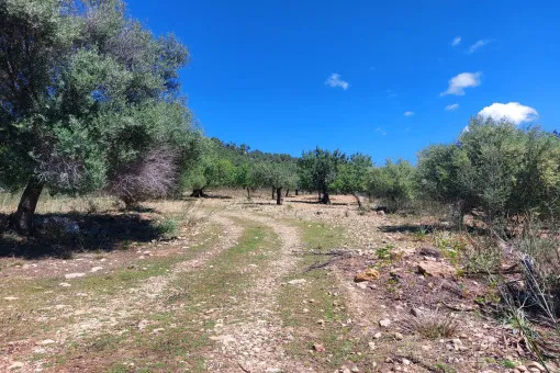 Alaró, finca project in a stunning hill landscape with mountain views near Alaró — photo 3