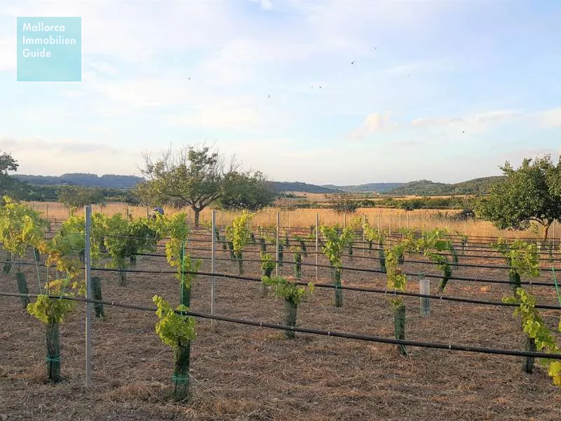 New finca with vineyard close to Porreres — photo 1