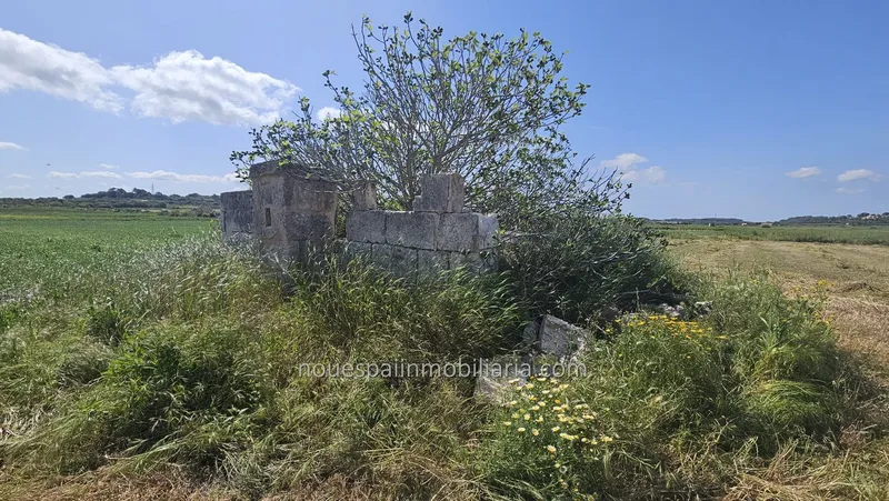 Rustic finca in Muro — photo 5