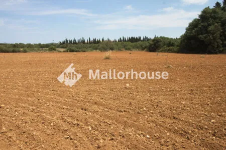 Rustic property - Muro (Centro), Built Surface 1 m², Plot Surface 8000 m² — photo 7