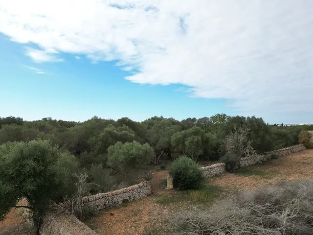 Countryside Plot with License and Project in Llucmajor, South Mallorca — photo 10
