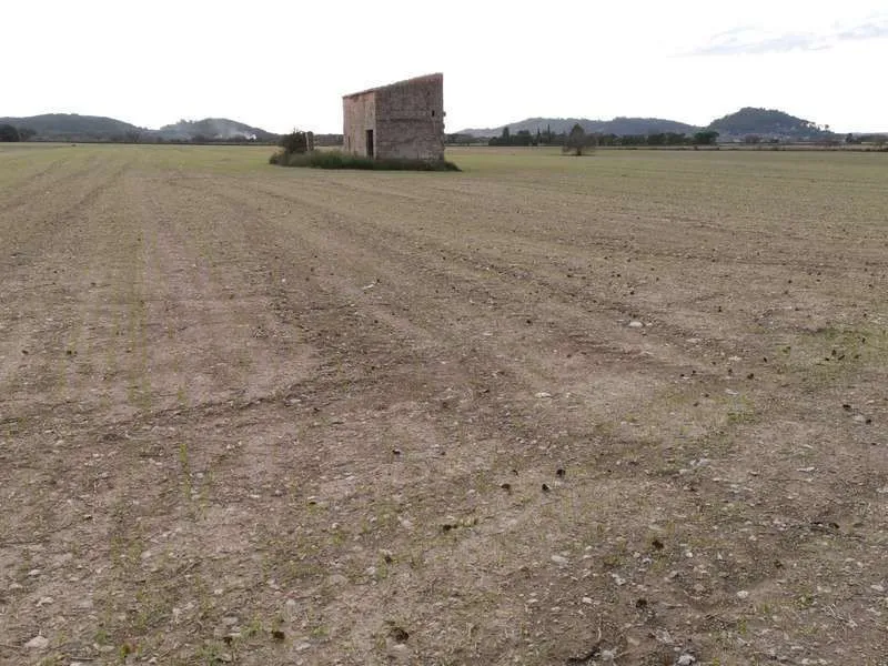 2 plots with 31400m2 buildable in Sineu — photo 3