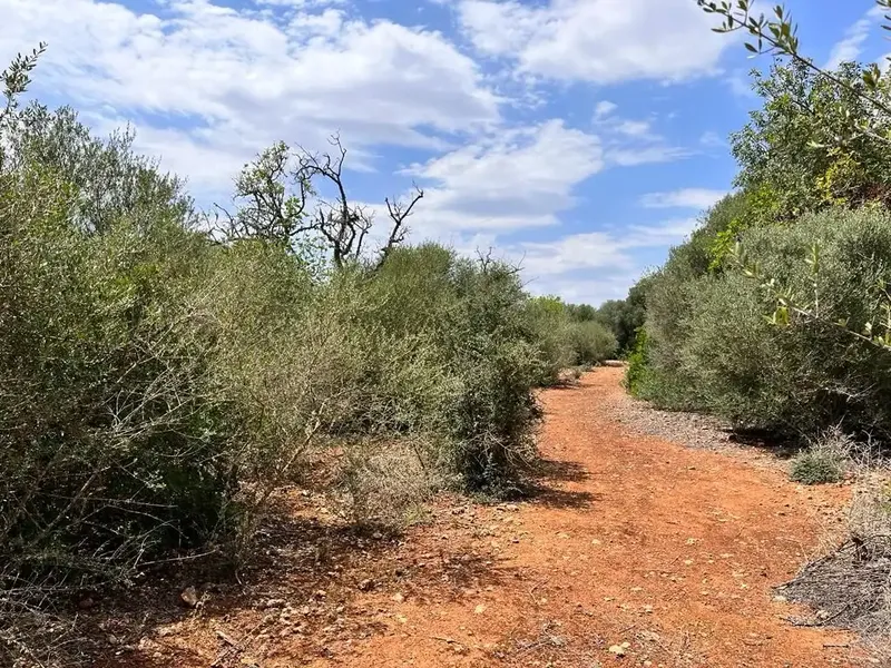 Llucmajor, 7,900 m² plot, very easy access, asphalted road, ideal for weekends. Plot with lots of garrigue. Ref. 3748 [IW] — photo 10