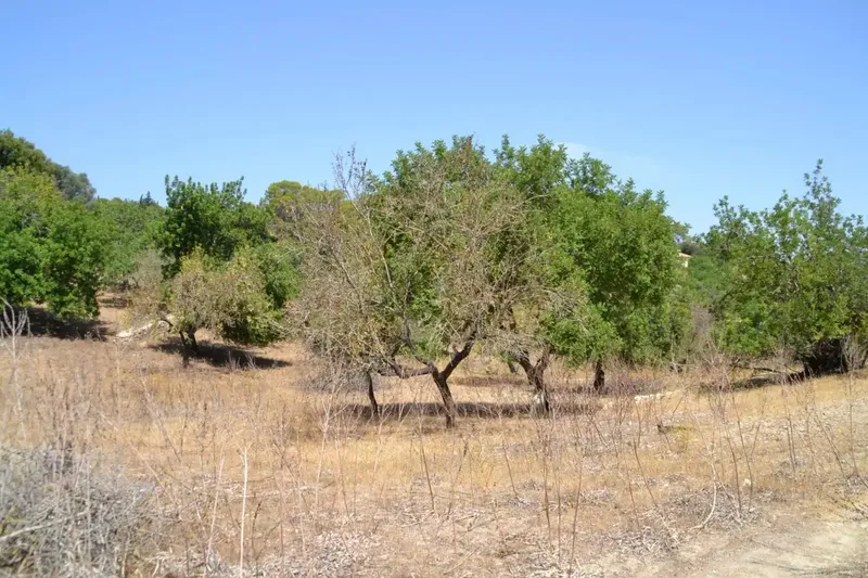 A step from the village we have this rustic estate of more than 14,000 m2, with an old construction of about 50 m2, there is the possibility of co — photo 8