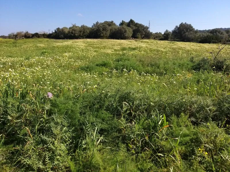 Wooden Finca Manacor Felanitx for Sale — photo 4