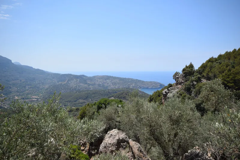 Olive groove with small cottage in the mountains of Sóller — photo 1
