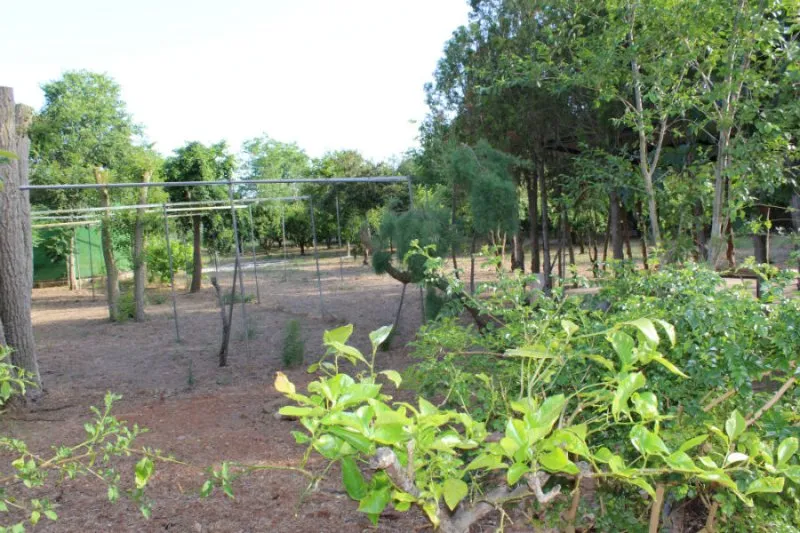 Magnificent rustic finca for rent in Manacor — photo 11