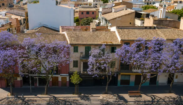 Penthouse in Palma — photo 1