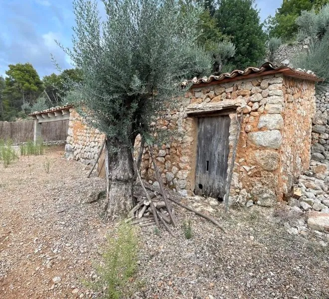 Olive grove in the mountains of Fornalutx — photo 1