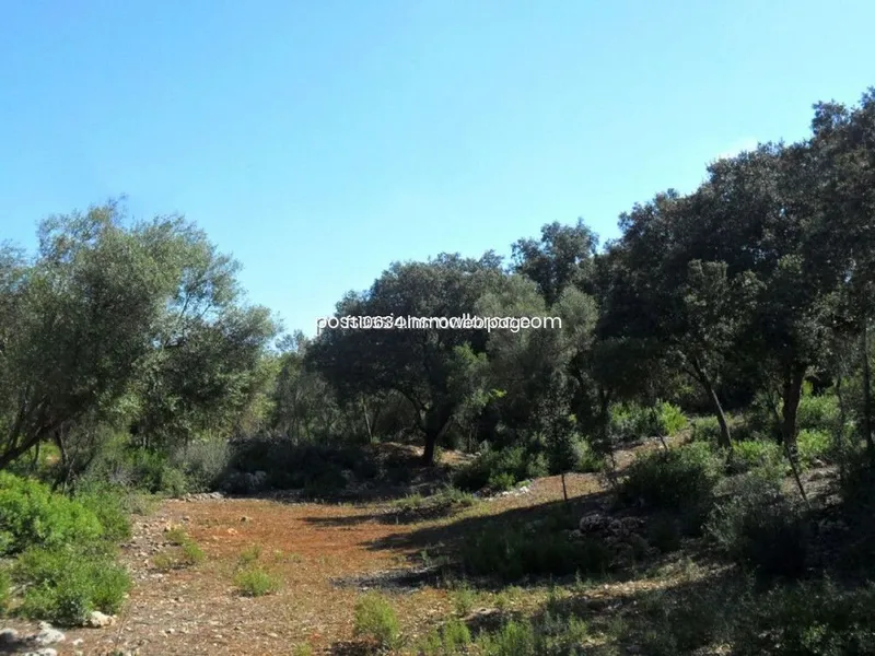 Land in Sencelles, Province of Balearic Islands — photo 12