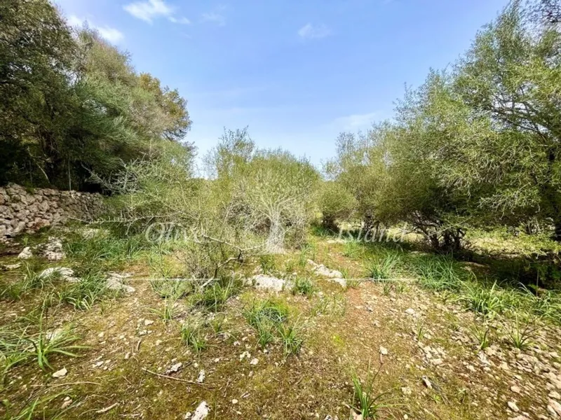 Land in Algaida, Province of Balearic Islands — photo 9