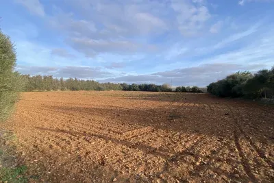 Land with well near Manacor — photo 1