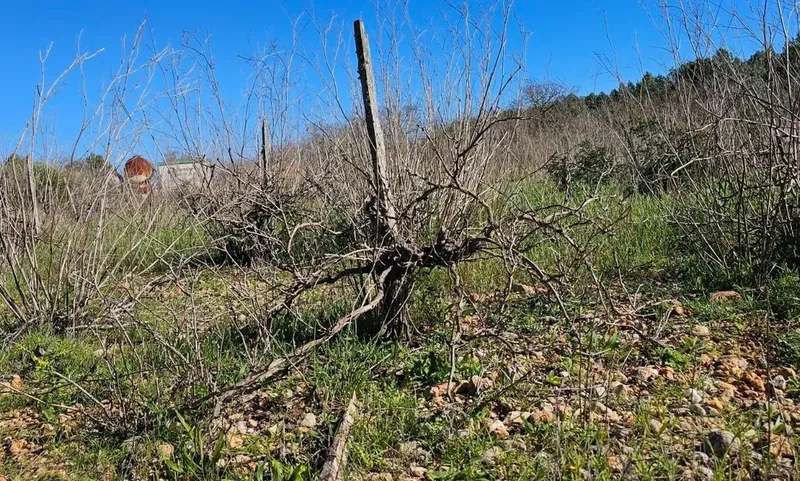 Plot in Santa Maria — photo 3